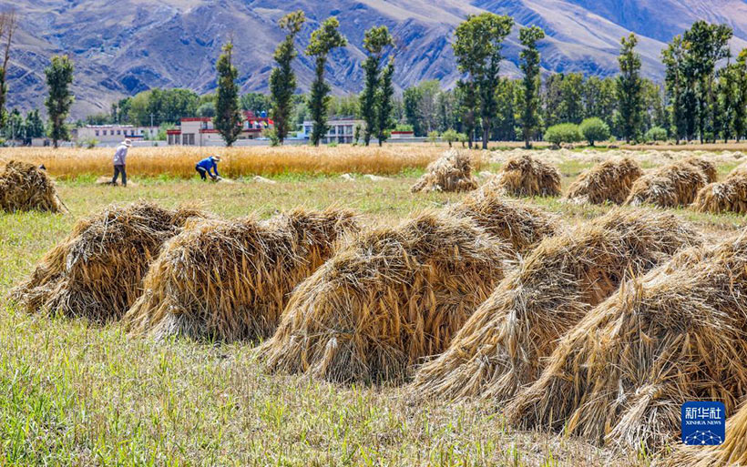 ????? ?????? ??????: ????? ???? – ????? ???????? ?????? ???????(4)