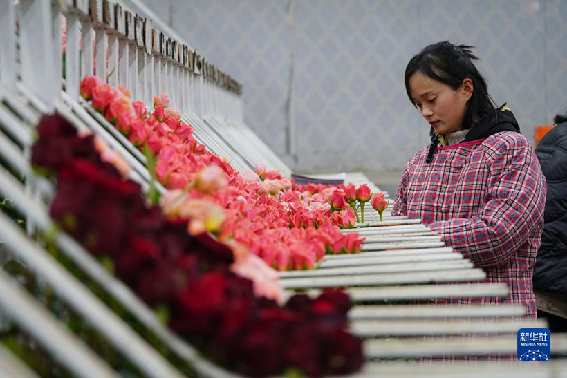 ???? ???? ????? ?????? ??????(5)